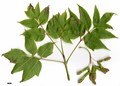 SpeciesSub: subsp. interius SpeciesSub: subsp. interius